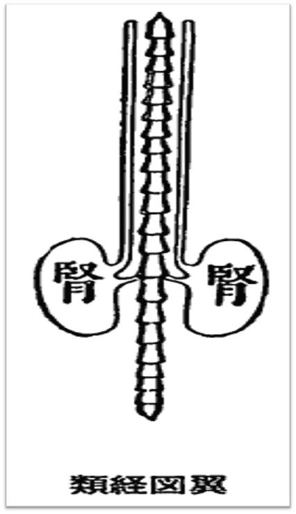 腎（類経図翼）