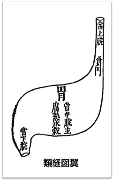 胃の腑（類経図翼）