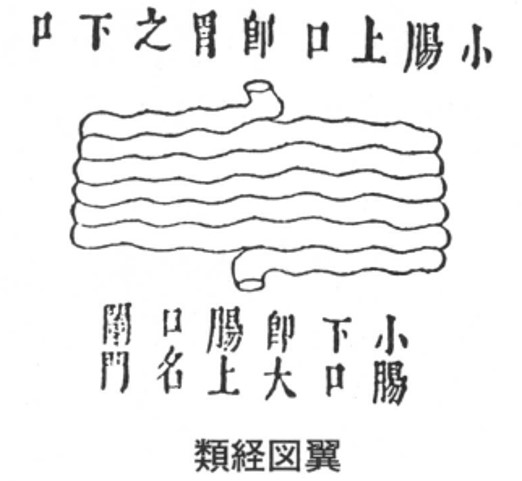 小腸（類経図翼）