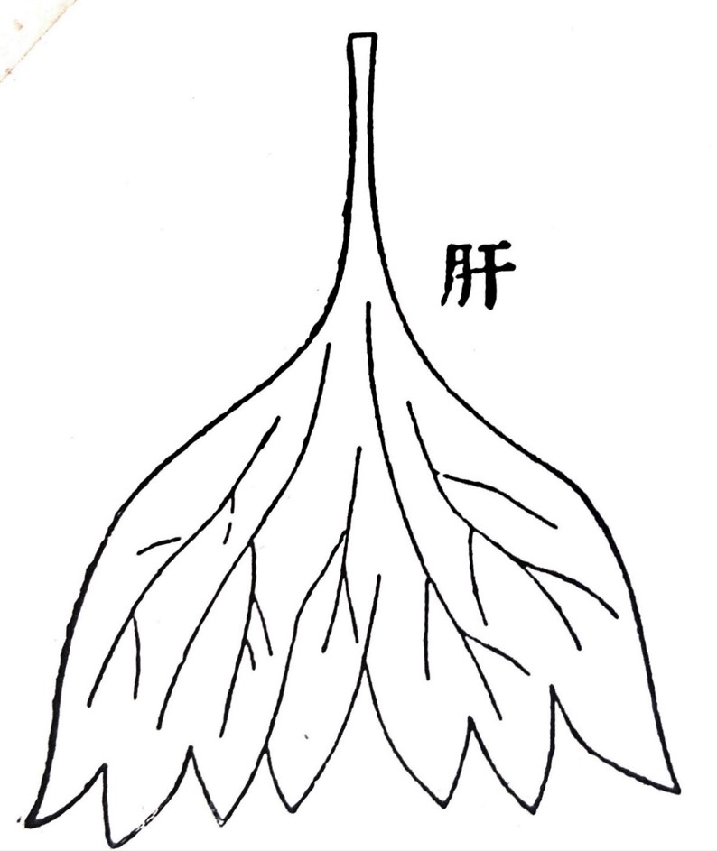 肝（類経図翼）