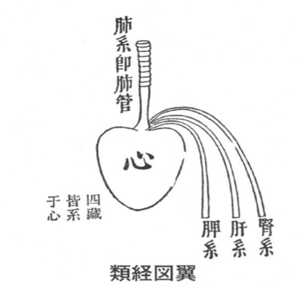 心の臓（類経図翼）