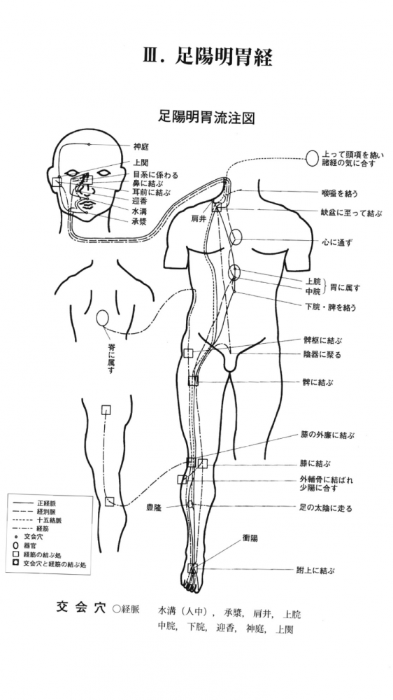 足陽明胃経