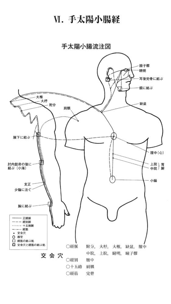 手太陽小腸経