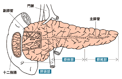 膵臓２