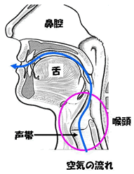 声帯②