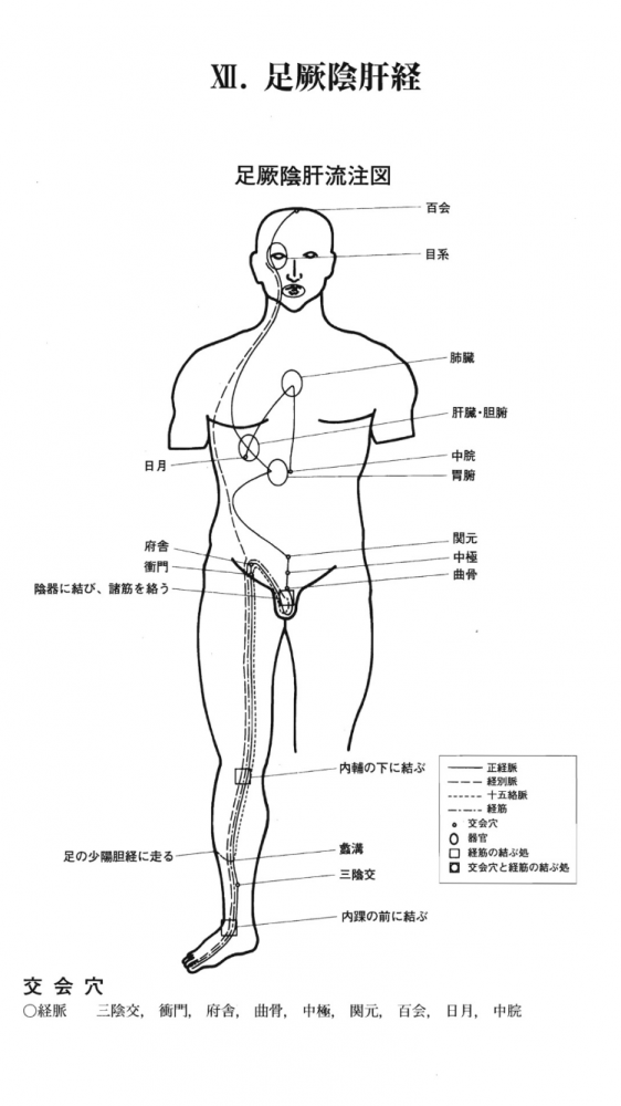 足厥陰肝経